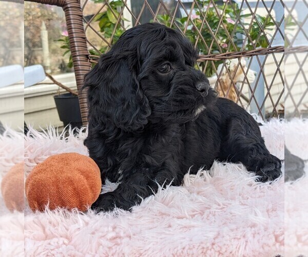Medium Photo #11 Cock-A-Poo Puppy For Sale in SALEM, MO, USA