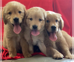 Golden Retriever Puppy for sale in SANTA ANA, CA, USA