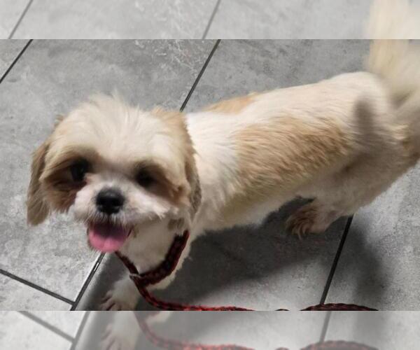 Medium Photo #2 Shih Tzu Puppy For Sale in San Antonio, TX, USA