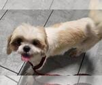 Small #1 Shih Tzu