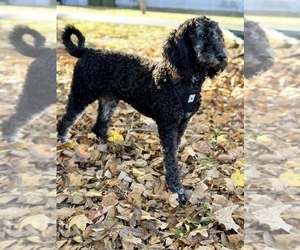 Poodle (Standard) Puppy for sale in MALDEN, MO, USA