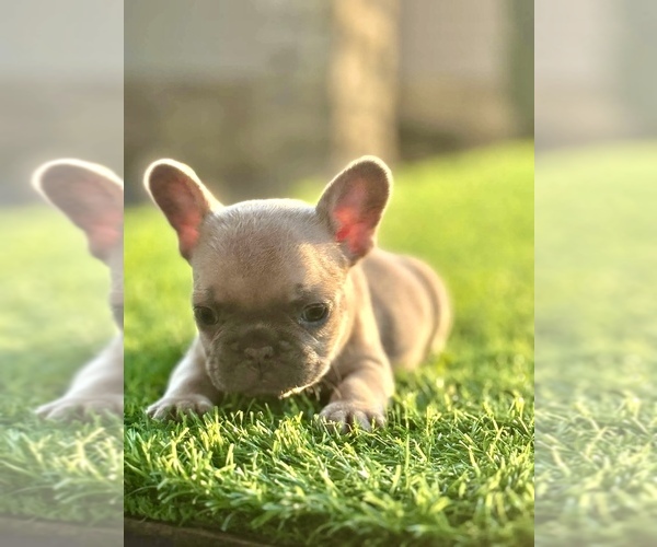 Medium Photo #14 French Bulldog Puppy For Sale in LAS VEGAS, NV, USA