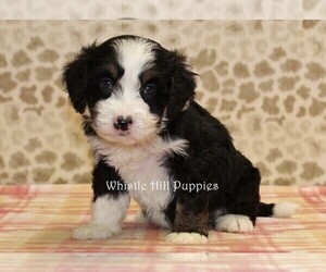 Miniature Bernedoodle Puppy for sale in DENVER, PA, USA