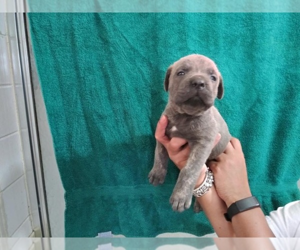 Medium Photo #28 Cane Corso Puppy For Sale in COLUMBIA, SC, USA