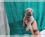 Small Photo #28 Cane Corso Puppy For Sale in COLUMBIA, SC, USA
