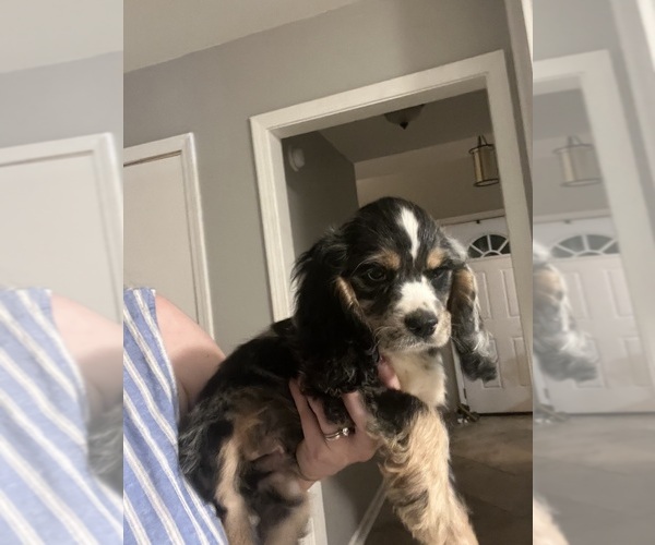 Medium Photo #1 Cocker Spaniel Puppy For Sale in GARDENDALE, AL, USA