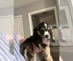 Puppy Jupiter Cocker Spaniel