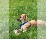 Small #7 German Shepherd Dog Mix