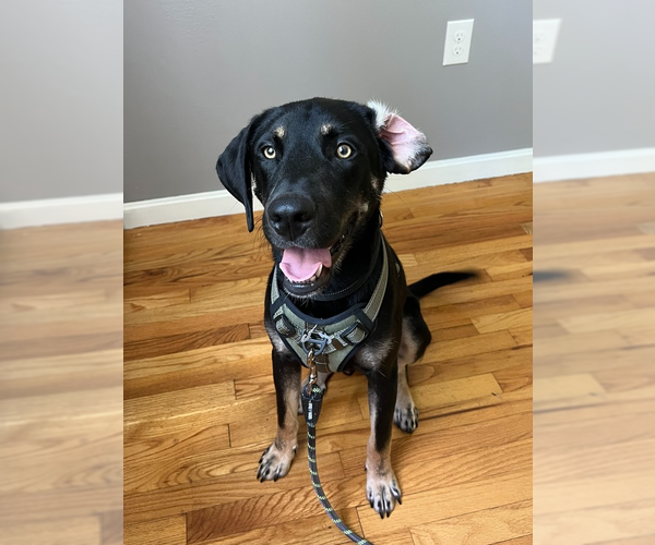 Medium Photo #9 Mutt Puppy For Sale in Brewster, NY, USA