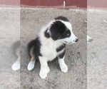 Small Photo #2 Australian Shepherd Puppy For Sale in ARCADIA, FL, USA