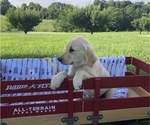 Small Photo #2 Golden Retriever Puppy For Sale in AUSTIN, KY, USA