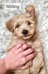 Puppy 0 Goldendoodle