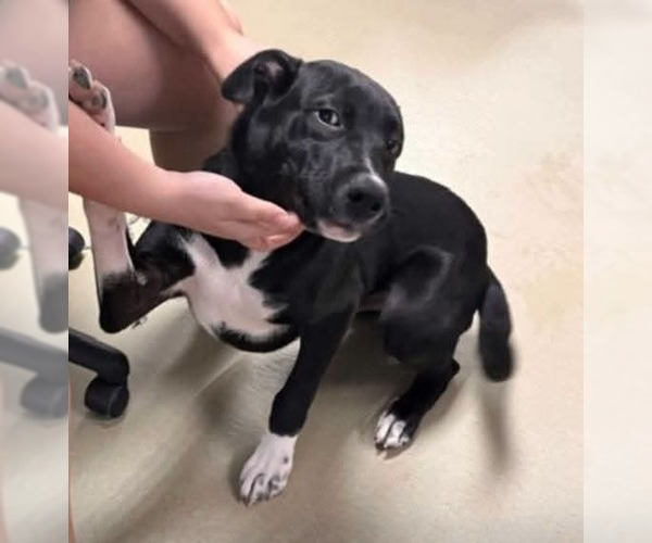 Medium Photo #2 Labrador Retriever-Unknown Mix Puppy For Sale in garner, NC, USA