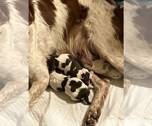 Brittany Litter for sale in WARSAW, MO, USA