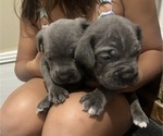 Small #8 Cane Corso