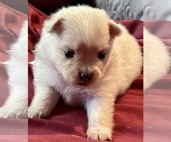 Medium Photo #3 Pomeranian Puppy For Sale in BRADENTON, FL, USA