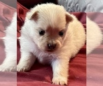 Small Photo #3 Pomeranian Puppy For Sale in BRADENTON, FL, USA