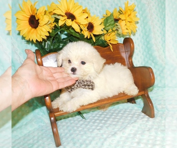 Medium Photo #1 Zuchon Puppy For Sale in WARRENSBURG, MO, USA