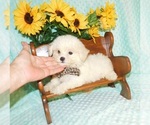 Small Photo #1 Zuchon Puppy For Sale in WARRENSBURG, MO, USA