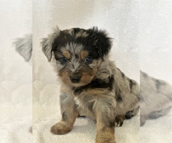 Medium Photo #1 F2 Aussiedoodle Puppy For Sale in COLUMBIA, TN, USA