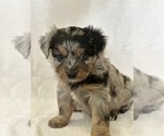 Small Photo #1 F2 Aussiedoodle Puppy For Sale in COLUMBIA, TN, USA