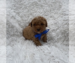 Poodle (Toy) Puppy for sale in JEFFERSONVILLE, IN, USA