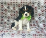 Small #3 Cavalier King Charles Spaniel