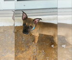 Small #3 Black Mouth Cur-Dachshund Mix