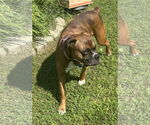 Small #4 Boxer