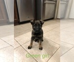 Small Photo #4 German Shepherd Dog Puppy For Sale in SEARCY, AR, USA