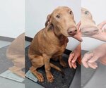 Small Photo #3 Doberman Pinscher-Unknown Mix Puppy For Sale in Wakefield, RI, USA