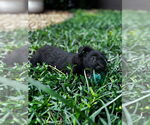 Small #2 Chihuahua Mix