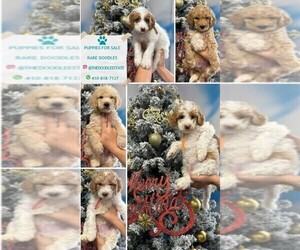 Labradoodle mix (+ Poodle Standard) Puppy for sale in ELLICOTT CITY, MD, USA