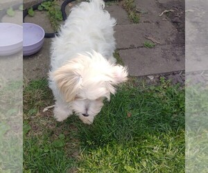 Bichpoo-Poochon Mix Puppy for sale in DES MOINES, IA, USA