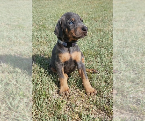Medium Photo #8 Doberman Pinscher Puppy For Sale in KEMPNER, TX, USA