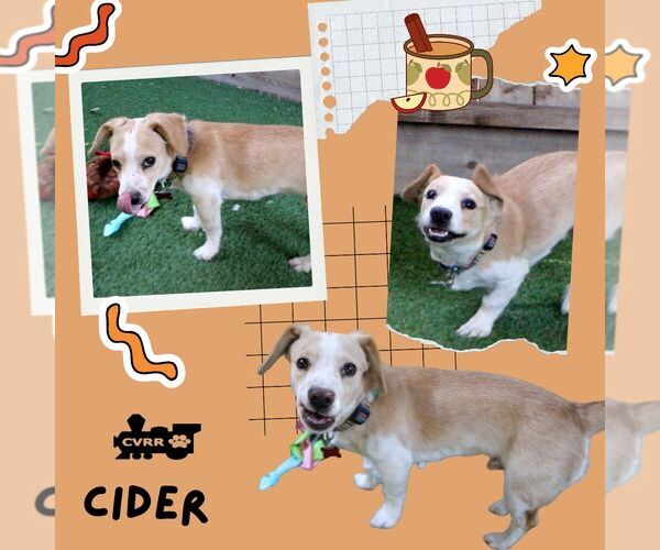 Medium Photo #1 Beagle Puppy For Sale in Lindsay, CA, USA