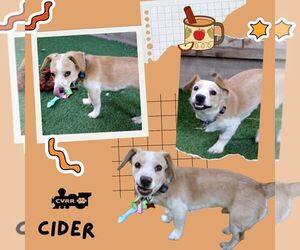 Beagle Dogs for adoption in Lindsay, CA, USA