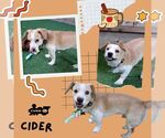 Cider - Male Beagle Dog for Adoption - Small photo