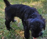Small Photo #4 Doodle-Goldendoodle Mix Puppy For Sale in WACO, TX, USA