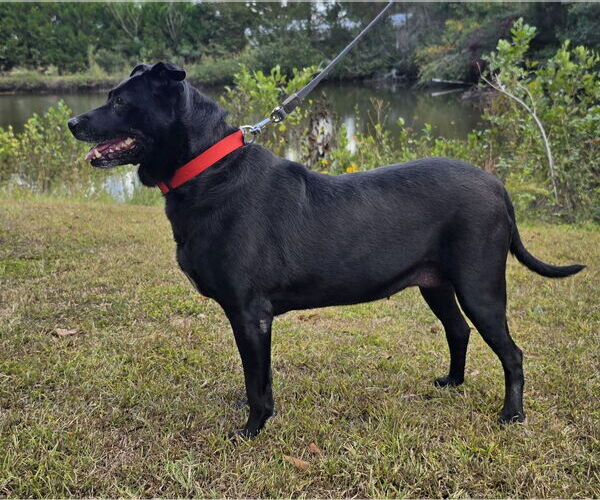 Medium Photo #3 Labrador Retriever-Unknown Mix Puppy For Sale in Wetumpka, AL, USA