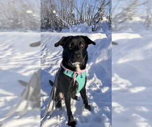Labsky Dogs for adoption in Fairbanks, AK, USA