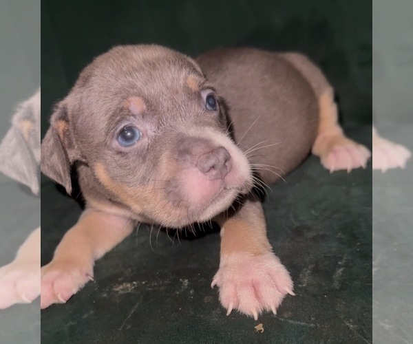 Medium Photo #13 American Bully Puppy For Sale in RICHMOND, VA, USA
