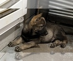 Small #9 German Shepherd Dog