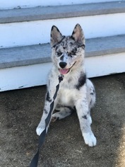 Pomsky Puppy for sale in LORTON, VA, USA