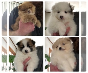 Pomeranian Puppy for sale in MUSCATINE, IA, USA