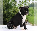 Small Photo #4 Boston Terrier Puppy For Sale in MANHEIM, PA, USA
