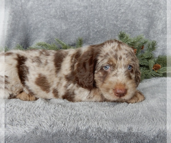 Medium Photo #3 Labradoodle Puppy For Sale in MILLERSBURG, OH, USA