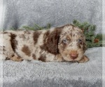 Small #2 Labradoodle