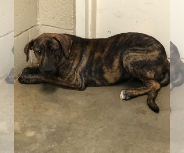 Medium Photo #1 Mutt Puppy For Sale in Amarillo, TX, USA