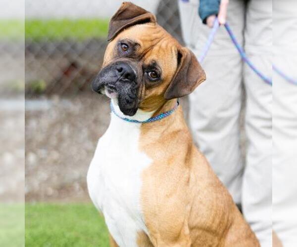 Medium Photo #1 Boxer Puppy For Sale in Camarillo, CA, USA